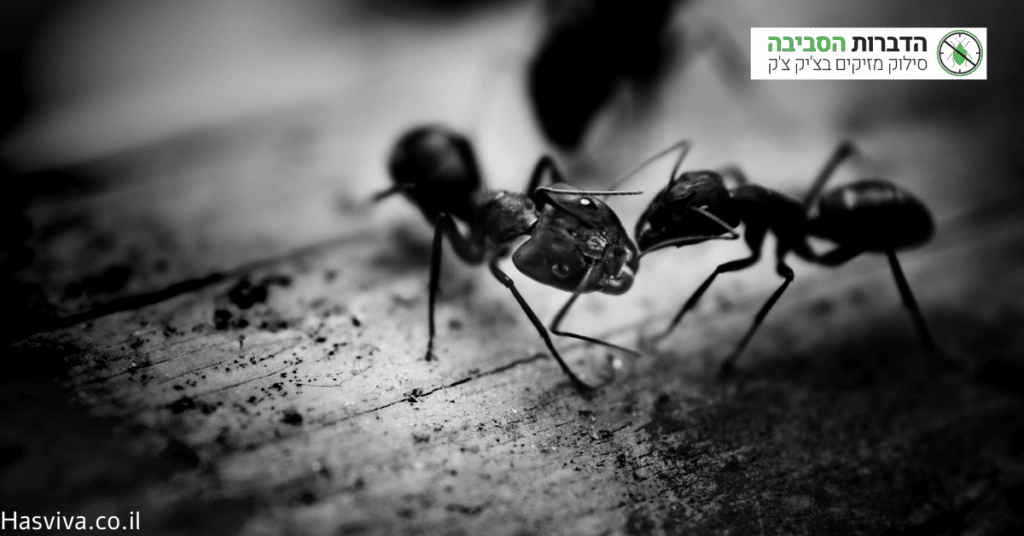 הנזק מנמלים רגילות