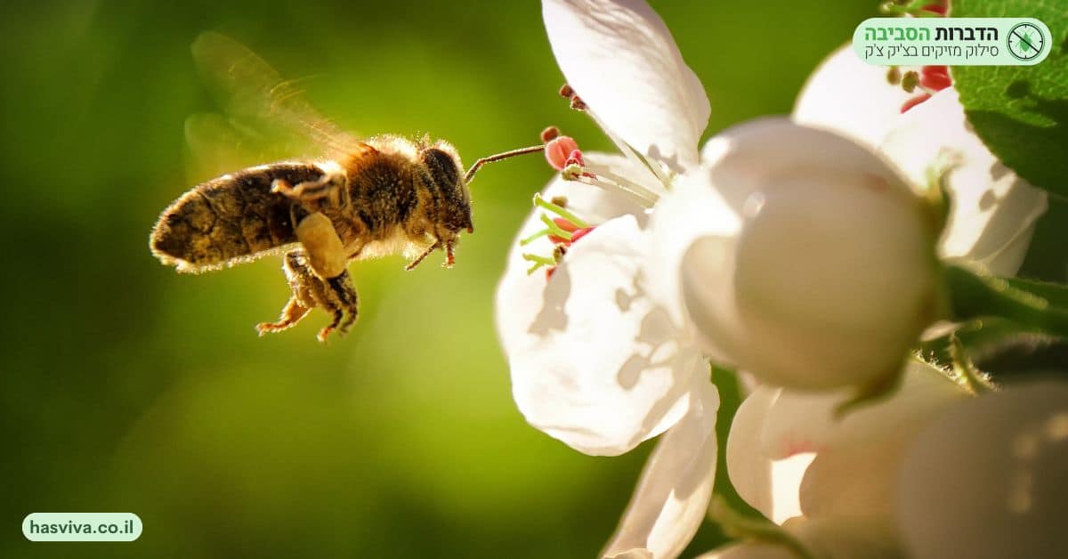 דבורים וצרעות
